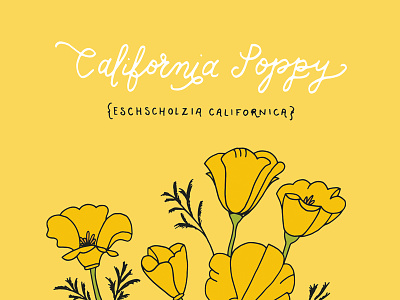 California Poppy california drawing floral flowers genna cowsert golden poppy illustration lettering line drawing poppy