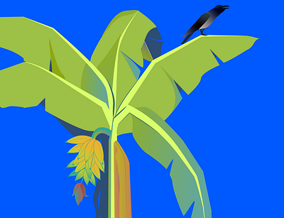Crow on a plantain leaf banana illustration kerala plantain vector