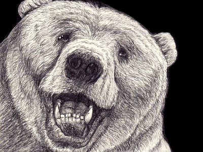 Bear animal drawing painting pencil