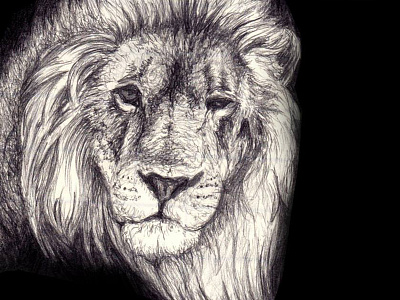 Lion animal drawing painting pencil