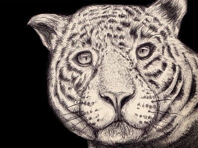 Tiger animal drawing painting pencil