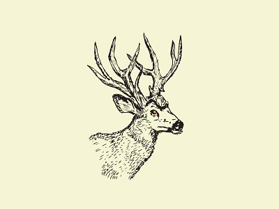 columbian blacktail buck buck deer hunting illustration logo vector