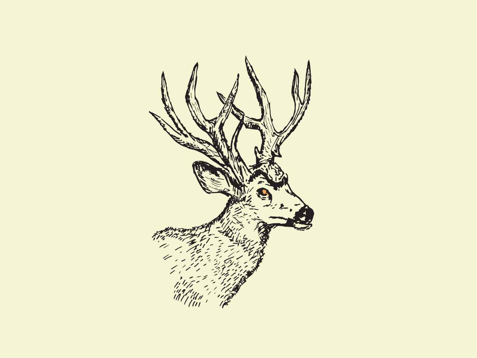 columbian blacktail buck by Chuck Casella on Dribbble