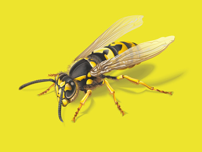 Vector Wasp insect insecticide vector wasp