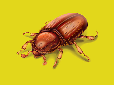 Vector insects - bark beetle bark beetle collection freelance insecticide insects packaging vector