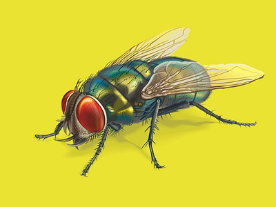 Vector fly