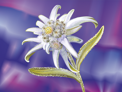 Edelweiss edelweiss edelweiss flower freelance image stock