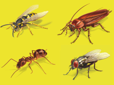 Vector insects on the package