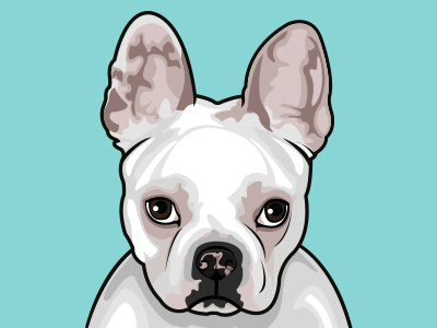 French Bulldog "Duchess"