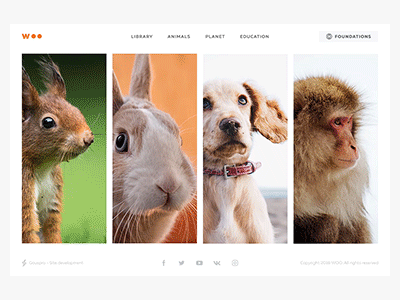 Woo Site - Cards about animals about animals cards clean color design motion page site ui ux web