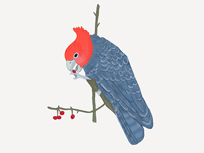 Gang Gang Cockatoo australian cockatoo colour cute digital digitalillustration handdrawn illustration