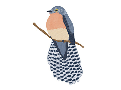 Fan-tailed Cuckoo australian bird digital digitalillustration handdrawn illustration
