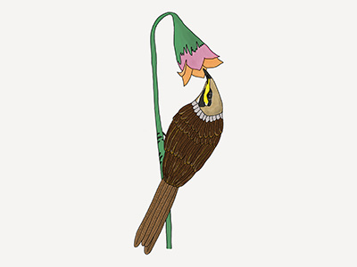 Yellow-faced Honeyeater australian bird digital digitalillustration handdrawn illustration