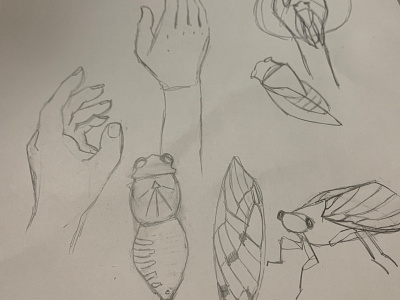 Cicada Sketches cicada drawing hand illustration insect sketchbook