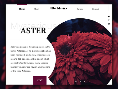 Waldens: Mysterious Plants clean interface minimal serif ui ux web web design website