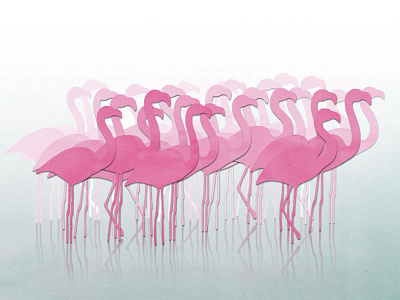 Flamingos