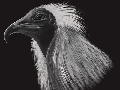 Egyptian Vulture digital art wacom cintiq wildlife