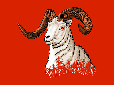 Wildlands Brewing - Dall Sheep Illustration