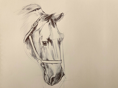 Horse emotion expression horse horse face horse sketching pen sketching