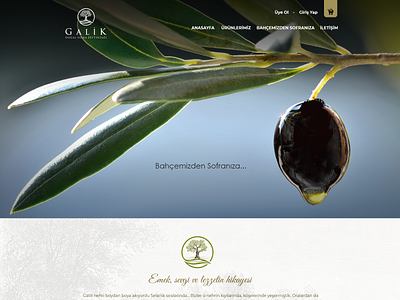 Galik Olive Oil - Web Design - E-Commerce Web Design design galik web webdesign website website design
