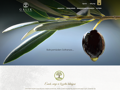 Galik Olive Oil - Web Design - E-Commerce Web Design