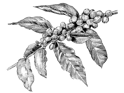 coffee branch illust branding illust