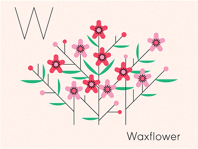 My favorite little flower lately book design floral flowers illustration illustrator midcentury nature vector w waxflower wildflowers
