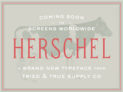 First look: Herschel™ cow dairy design flared serif font herschel moo ornate tried and true typeface