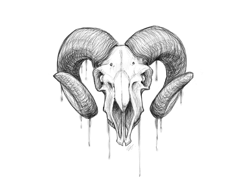 Goat skull hand drawn Drawing sketch of the skull of a goat A demon  supernatural malevolent Witchcraft occultism mythology and folklore  religion attribute Vector Stock Vector  Adobe Stock