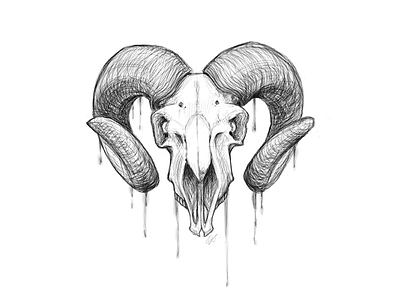 Goat Skull Study animal black and white doodle goat sketch skull