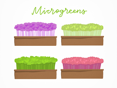 Microgreens design eco flat gardening greens illustration microgreens vector vegan