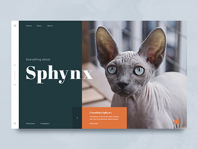Sphynx animal banner cat design graphic sphynx web