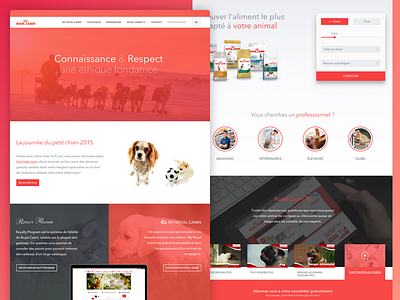 Royal Canin Corporate website cat cats design dog food pets red royal canin royalcanin web webdesign website