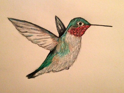 Hummingbird Drawing bird drawing hummingbird pencil