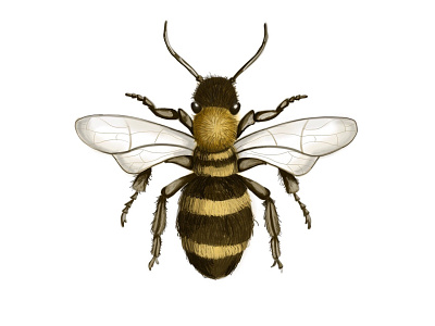 Buzz buzz applepencil digital illustration drawing illustration insect ipad pro ipadillustration procreate