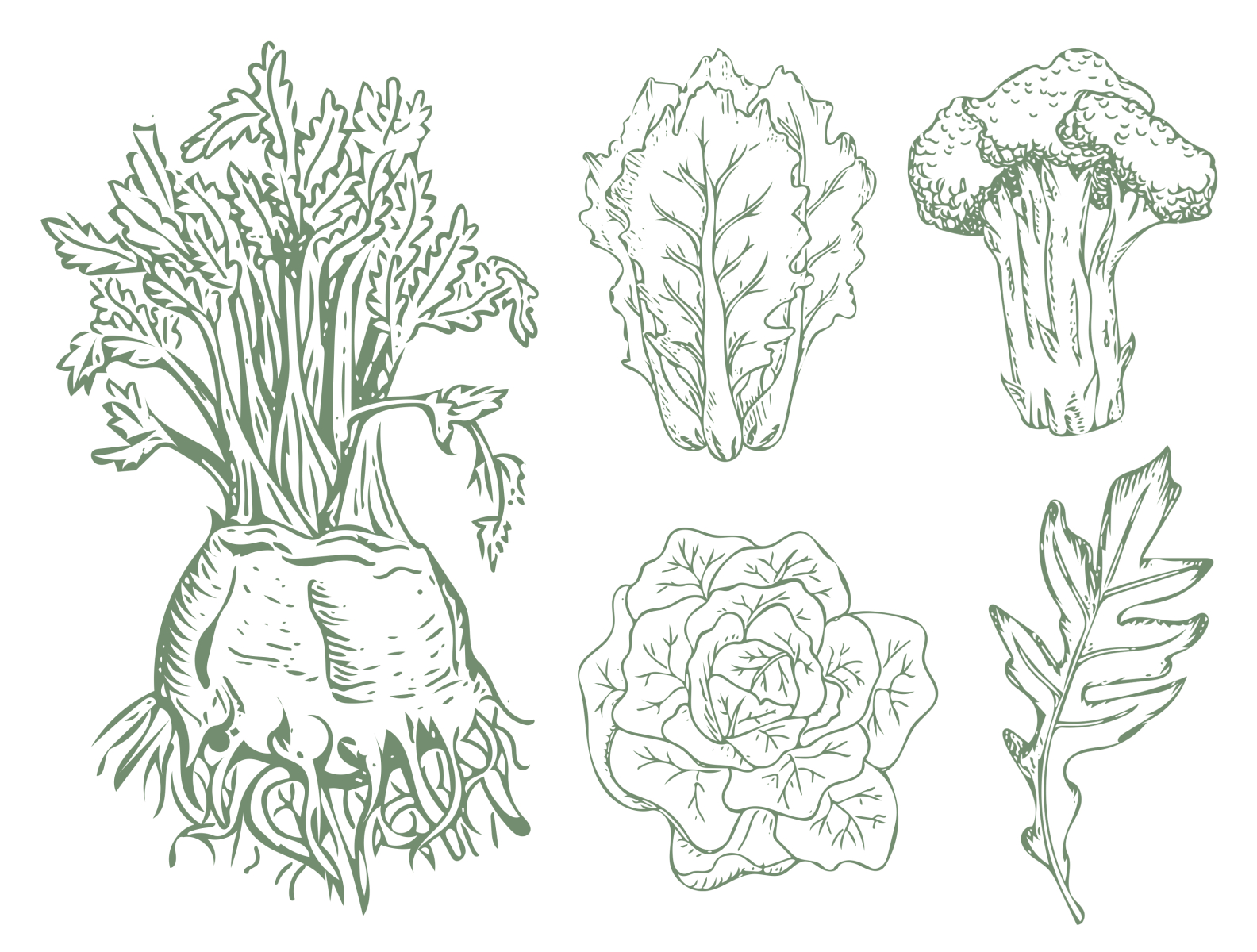  Vegetable Illustrations by Alana Kelley on Dribbble