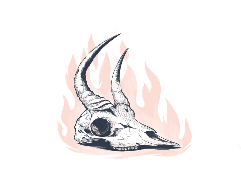 gazelle skull drawing