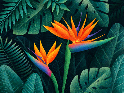 Bird of Paradise Flowers bird of paradise floral flowers illustration jungle leaves plants tropical