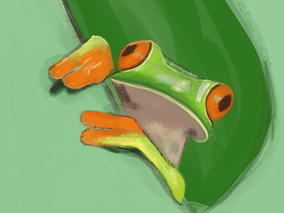 Redeye tree frog