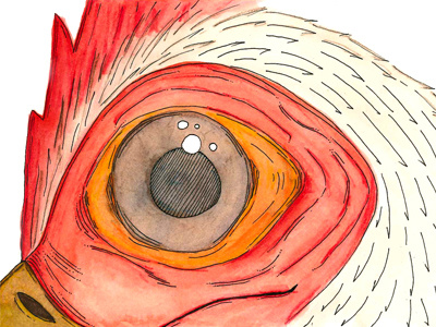 Cockeye bird eye eyeball illustration rooster watercolor