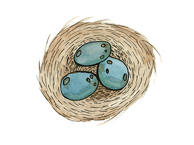 Eggs baby chirp eggs illustration robin watercolor