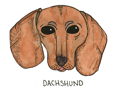 Dachshund abc dachshund dog illustration pup watercolor