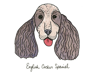 English Cocker Spaniel abc akc dog illustration puppy watercolor