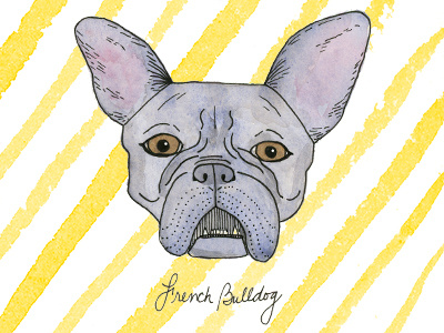 French Bulldog abc akc dog illustration puppy watercolor