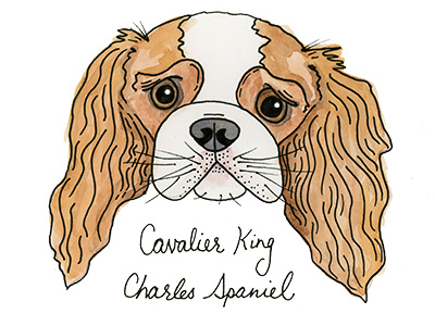Cavalier King Charleston Spaniel abc akc dog illustration puppy watercolor
