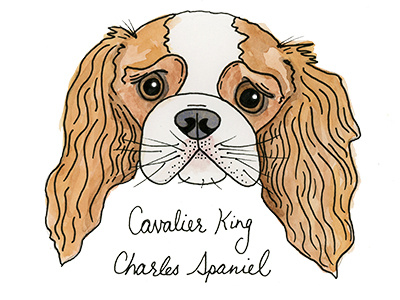 Cavalier King Charleston Spaniel