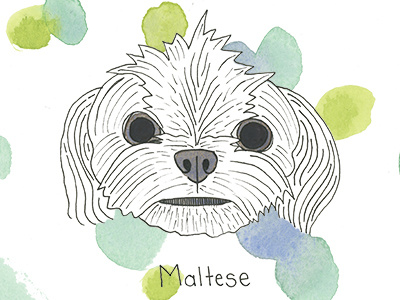 Maltese abc akc dog doodle illustration maltese puppy watercolor