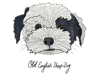 Old English Sheep Dog abcs dog english illustration pen puppy sheep dog