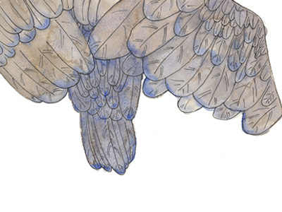 Raven bird illustration raven watercolor