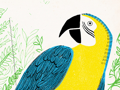 Brazil illustration ink parrot photoshop texture traditional